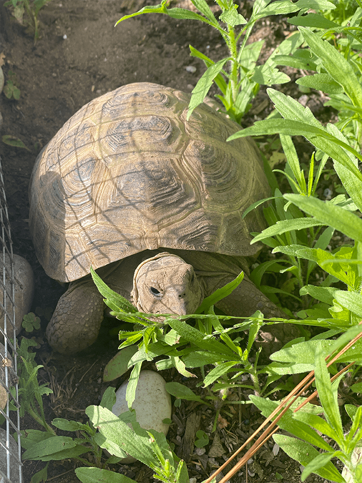 Photo of PVES School Turtle